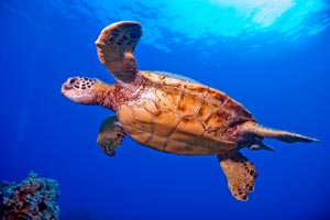 Picture of a green sea turtle of the coast of Maui.